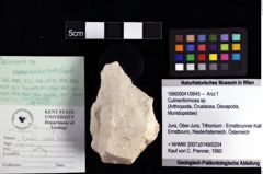 Foto (Objket + Etiketten) von Culmenformosa sp. 